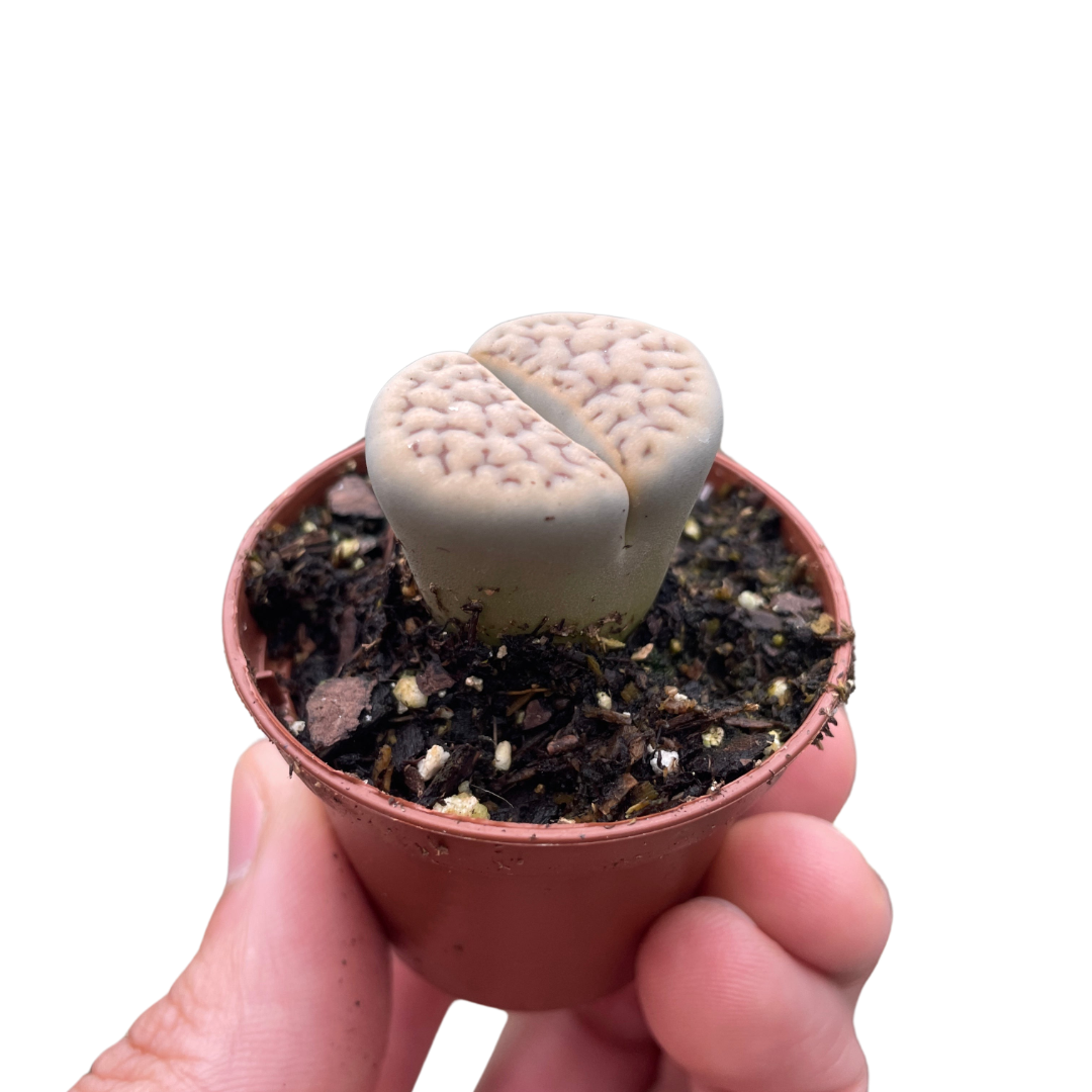 lithop succulent stone plants Lithop Living Stone – Goldleaf Plant Boutique