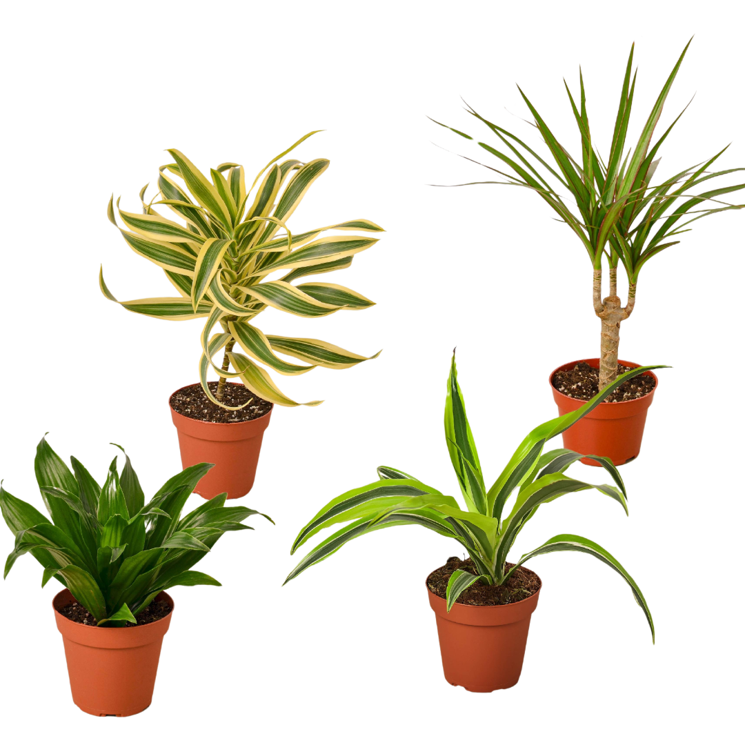 dracaena tree varieties 4 Different Dracaenas Variety Pack - Live House Plant