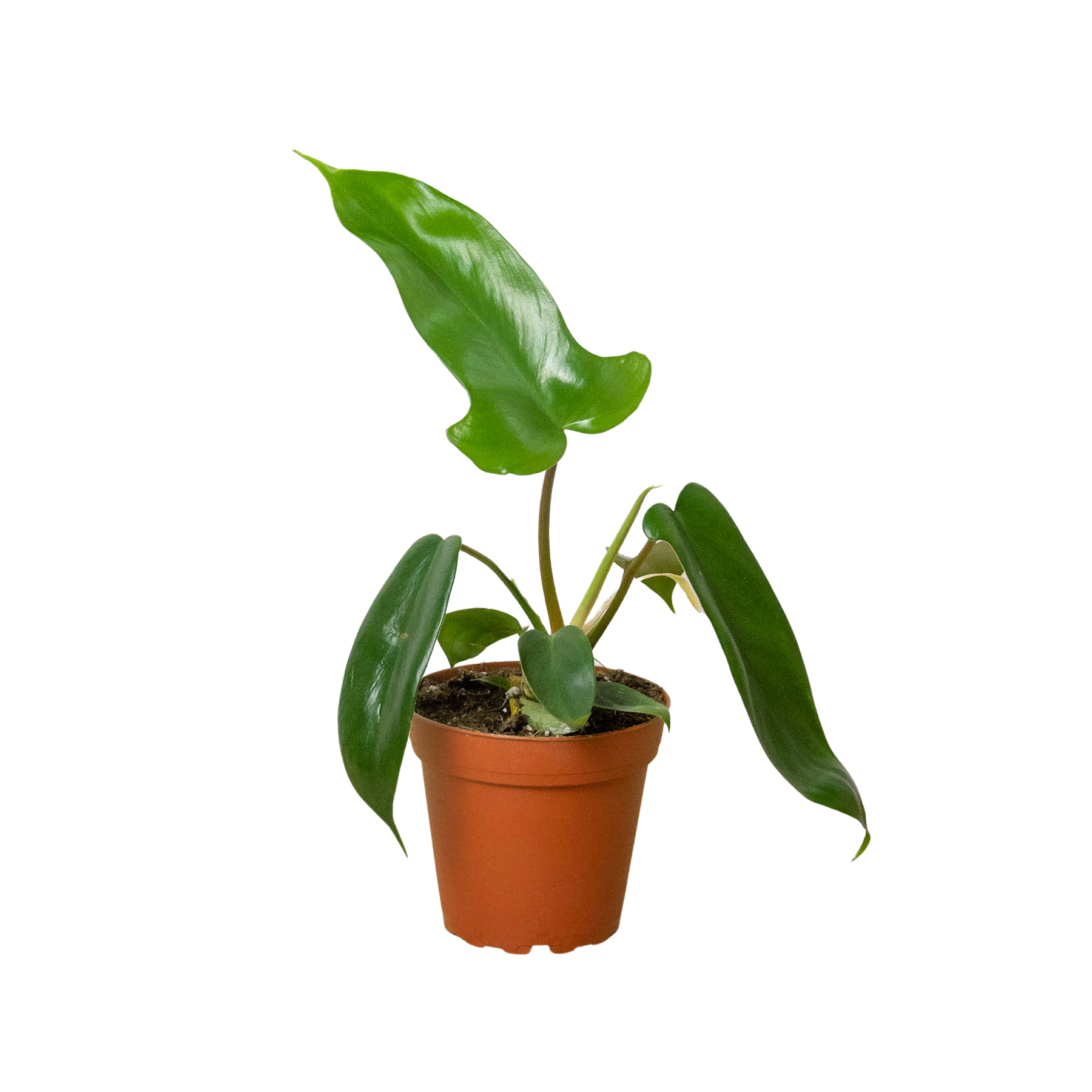 philodendron florida green Philodendron 'Florida Green' – Goldleaf Plant Boutique