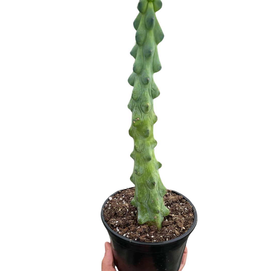 boobie succulent Boobie Cactus – Goldleaf Plant Boutique