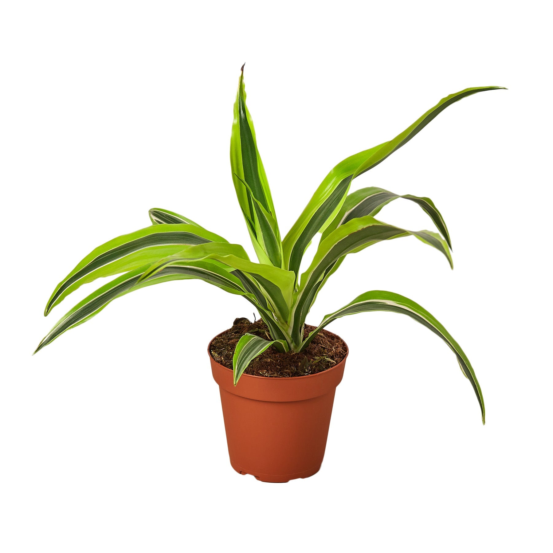dracaena fragrans deremensis group lemon lime Dracaena Deremensis 'Lemon Lime' – Goldleaf Plant Boutique