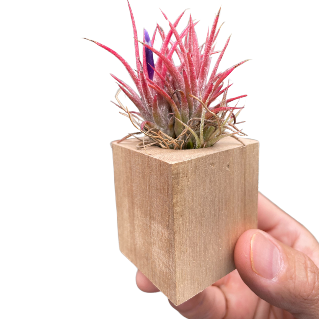 ionantha tillandsia air plant Tillandsia Air Plant Ionantha in Magnetic Wood Planter – Goldleaf Plant Boutique
