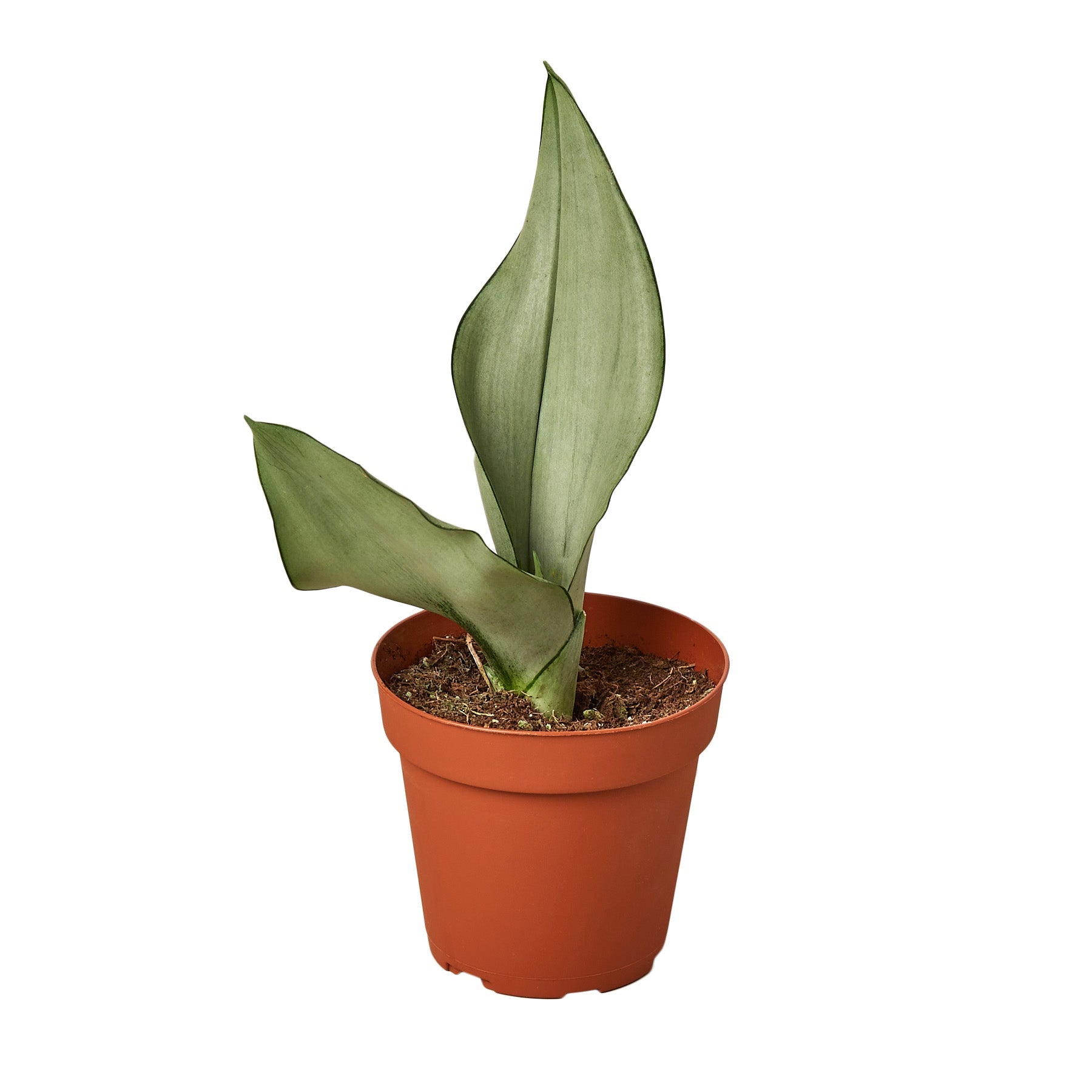 shop snake plant Snake Plant Moonshine – Goldleaf Plant Boutique