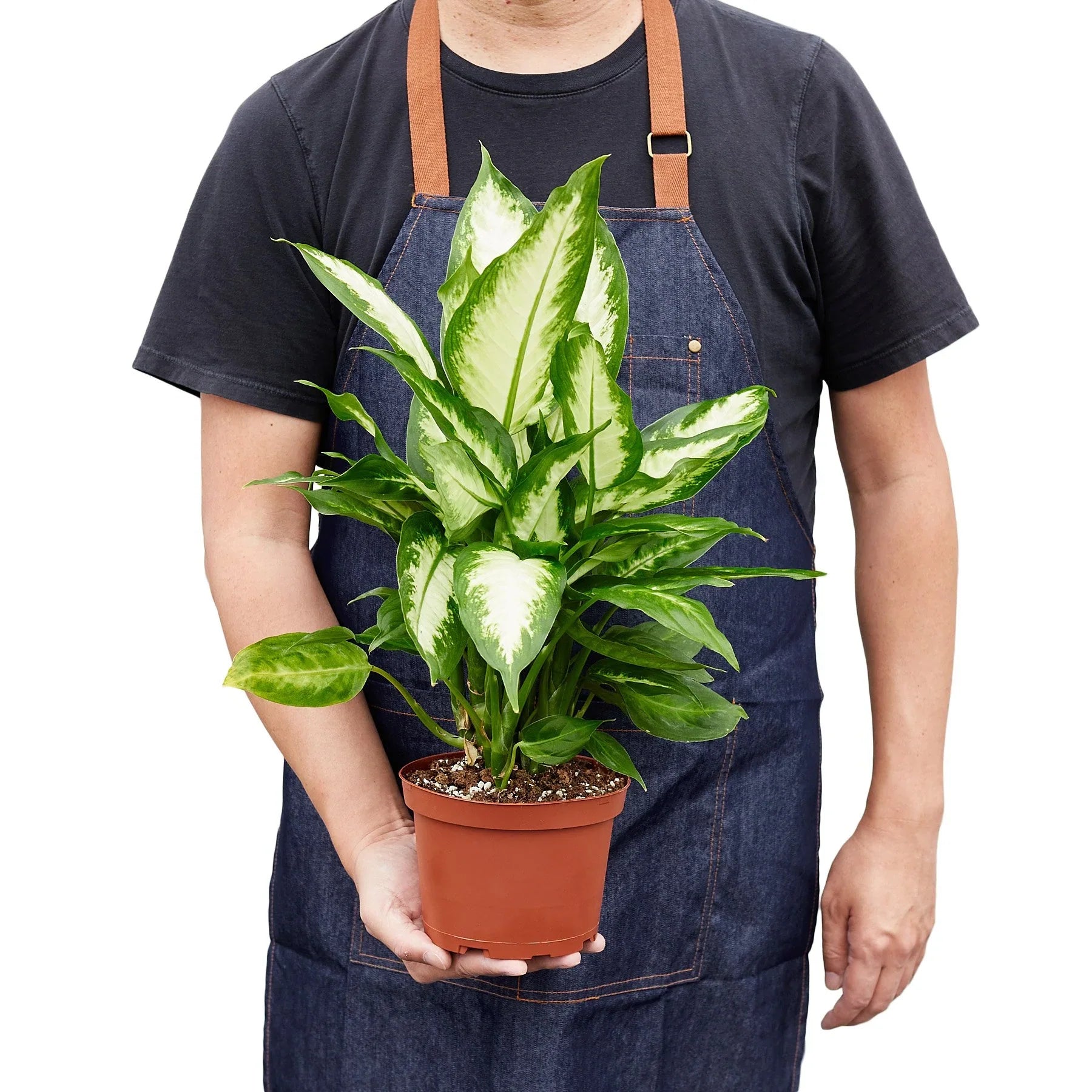 dieffenbachia camille leaf Dieffenbachia Camille – Goldleaf Plant Boutique