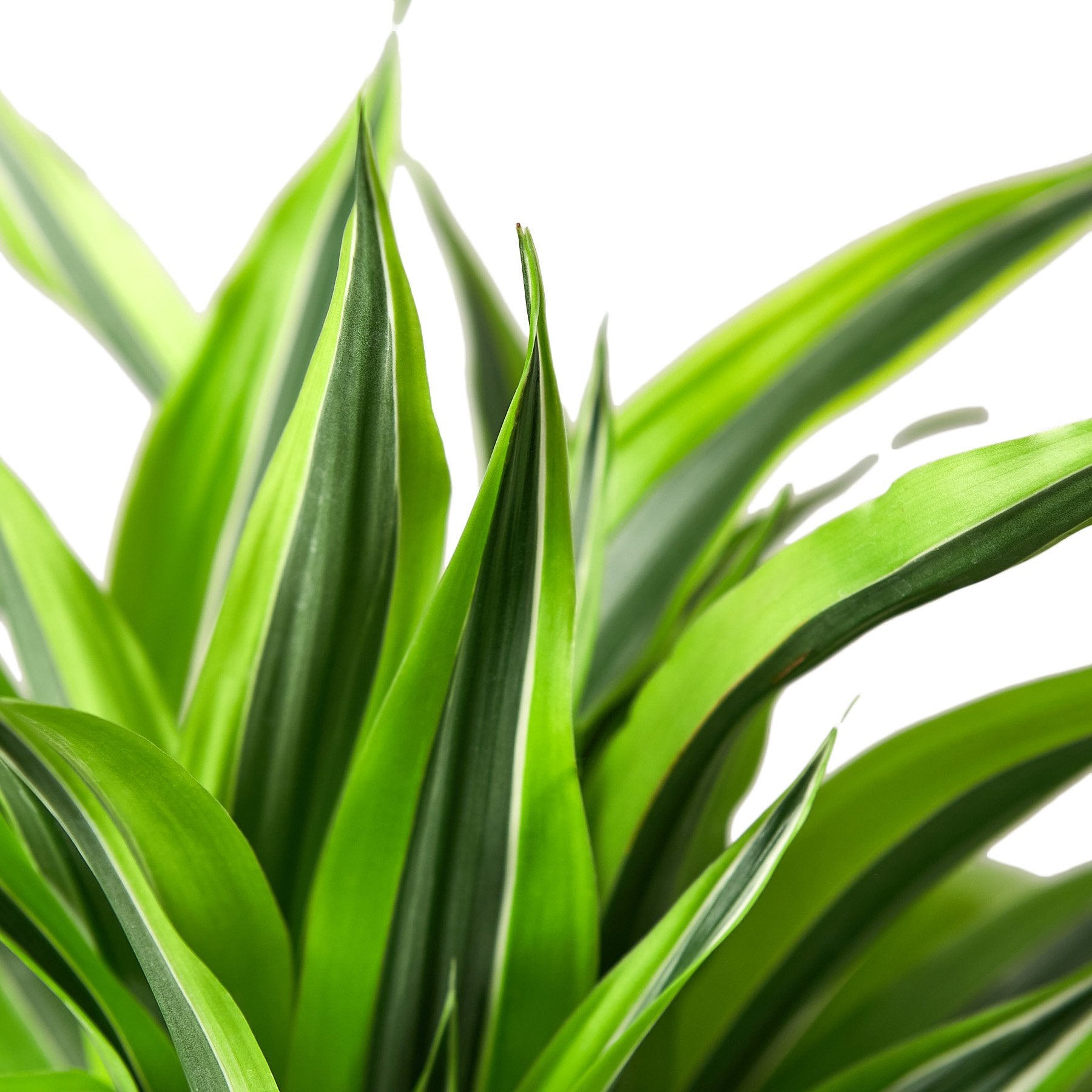dracaena lemon lime scientific name Dracaena Deremensis 'Lemon Lime' – Goldleaf Plant Boutique