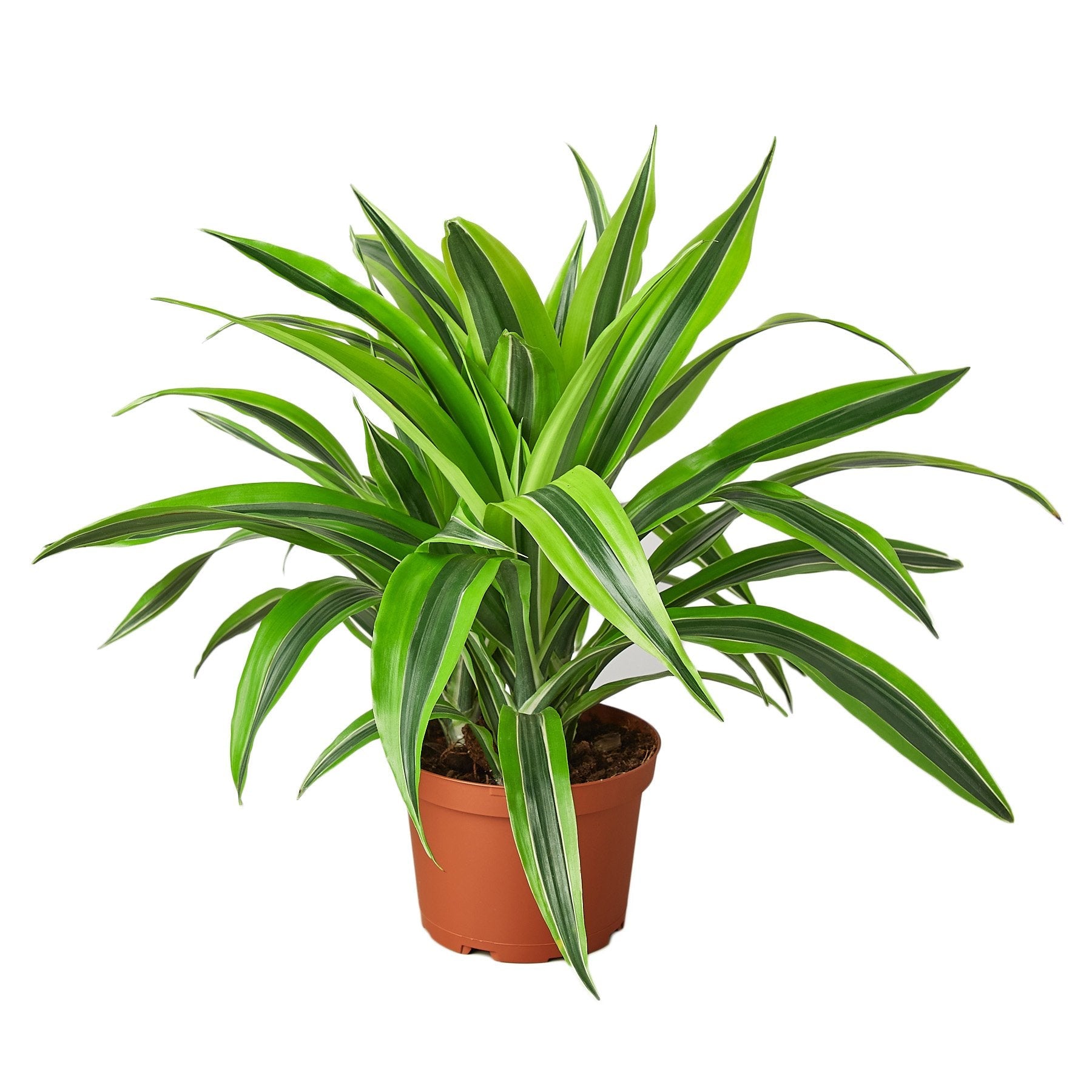 dracaena fragrans deremensis group lemon lime Dracaena Deremensis 'Lemon Lime' – Goldleaf Plant Boutique