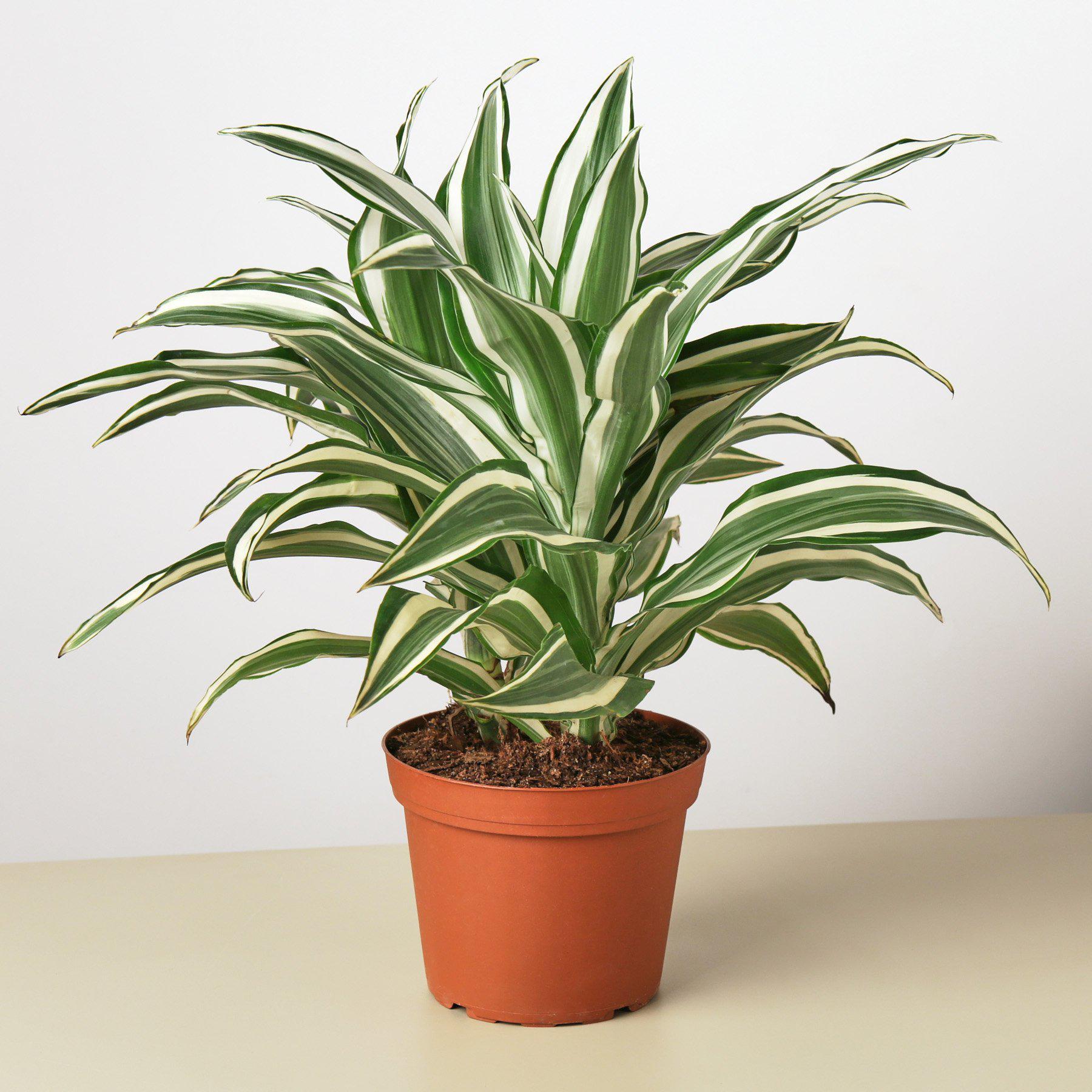 dracaena warneckii growth rate Dracaena 'Warneckii White Jewel' – Goldleaf Plant Boutique