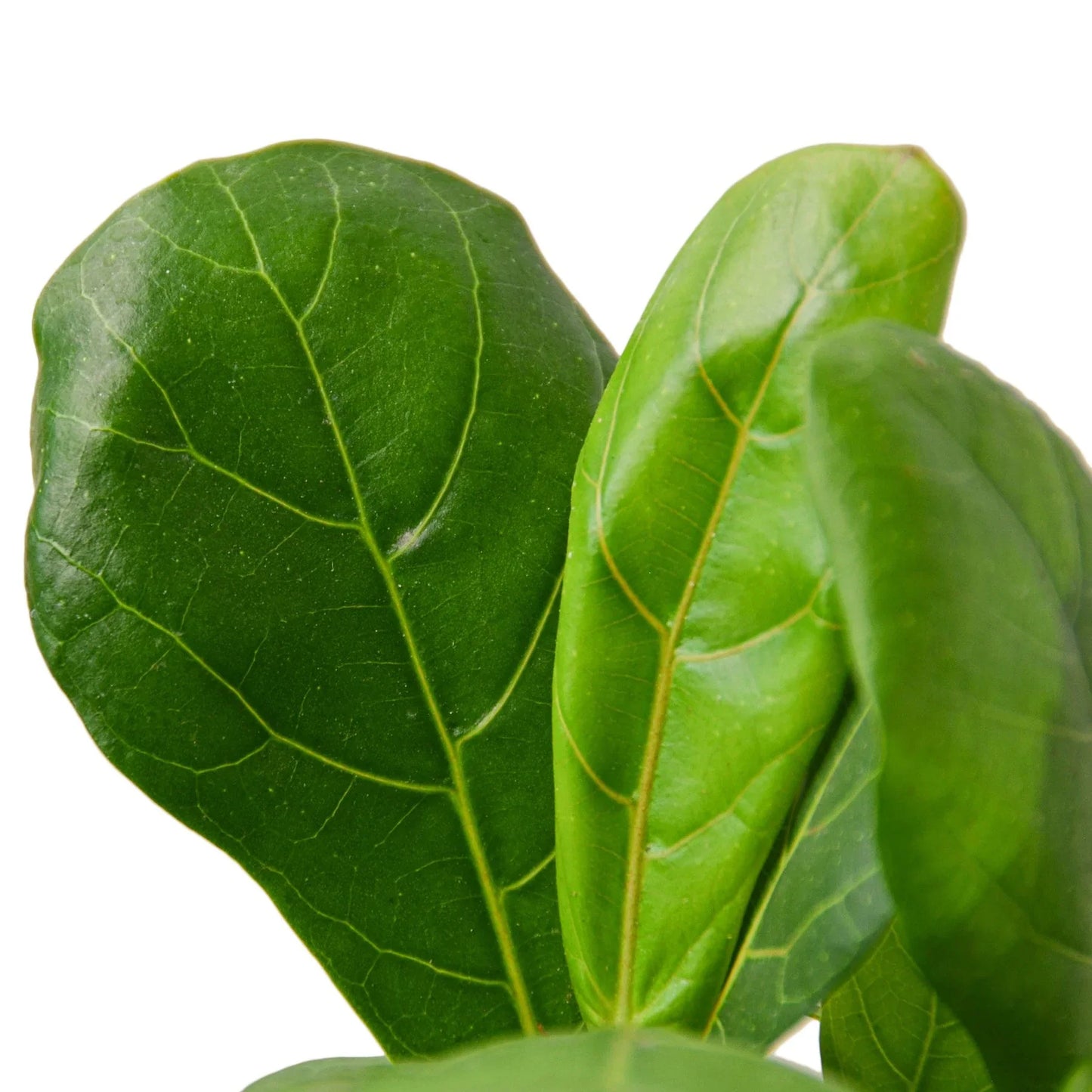 african fiddle leaf fig Ficus Lyrata 'Fiddle Leaf Fig' – Goldleaf Plant Boutique