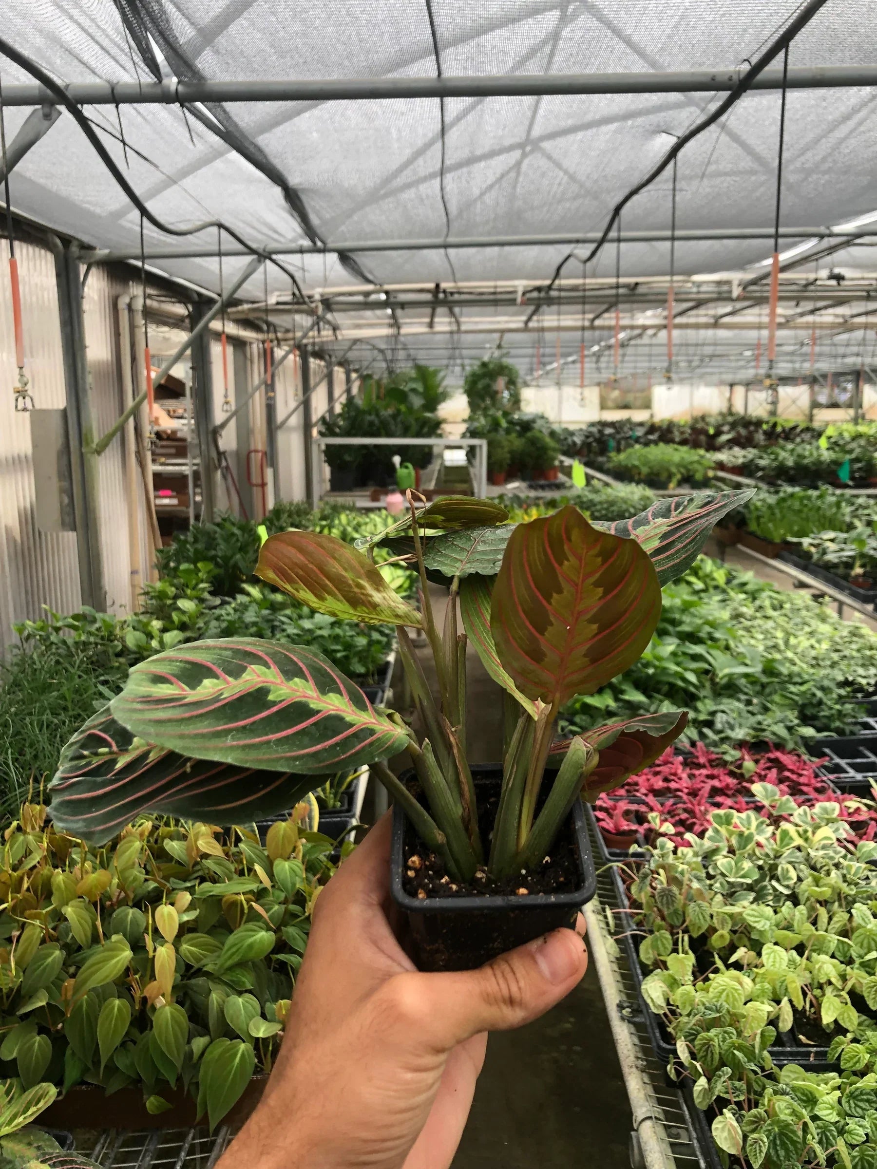 large red prayer plant Maranta Red Prayer – Goldleaf Plant Boutique