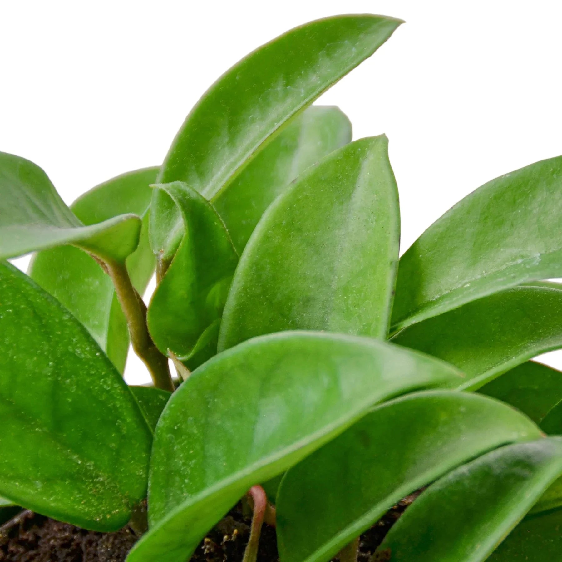 waxy leaf hanging plant Hoya Carnosa – Goldleaf Plant Boutique