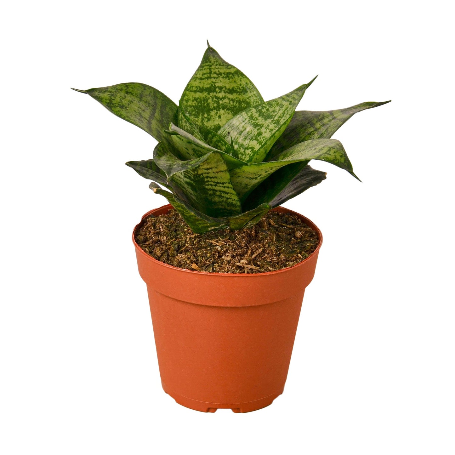 14. sansevieria trifasciata snake plant Snake Plant Black Robusta – Goldleaf Plant Boutique