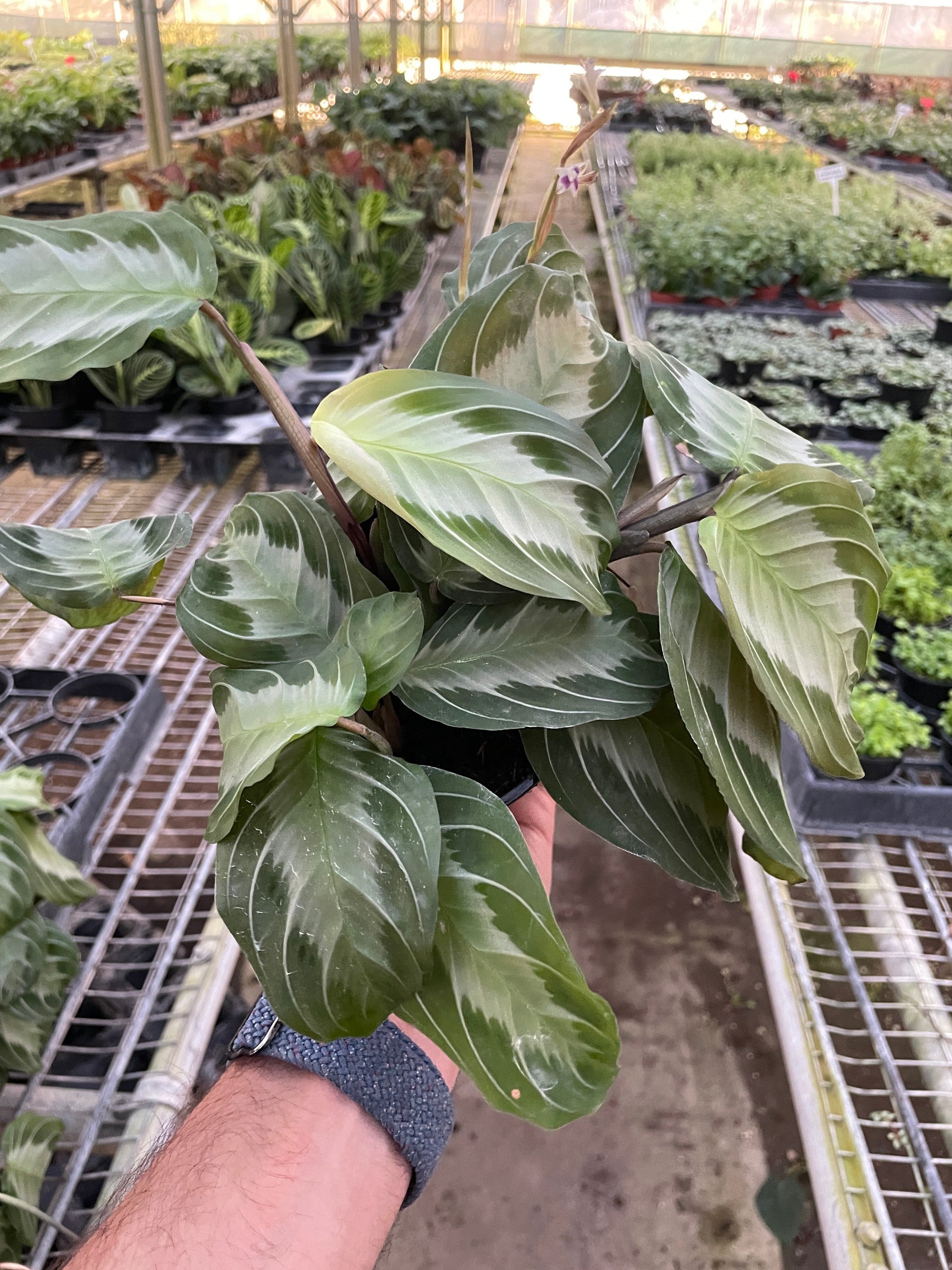 silver band prayer plant Maranta 'Silver Band' – Goldleaf Plant Boutique