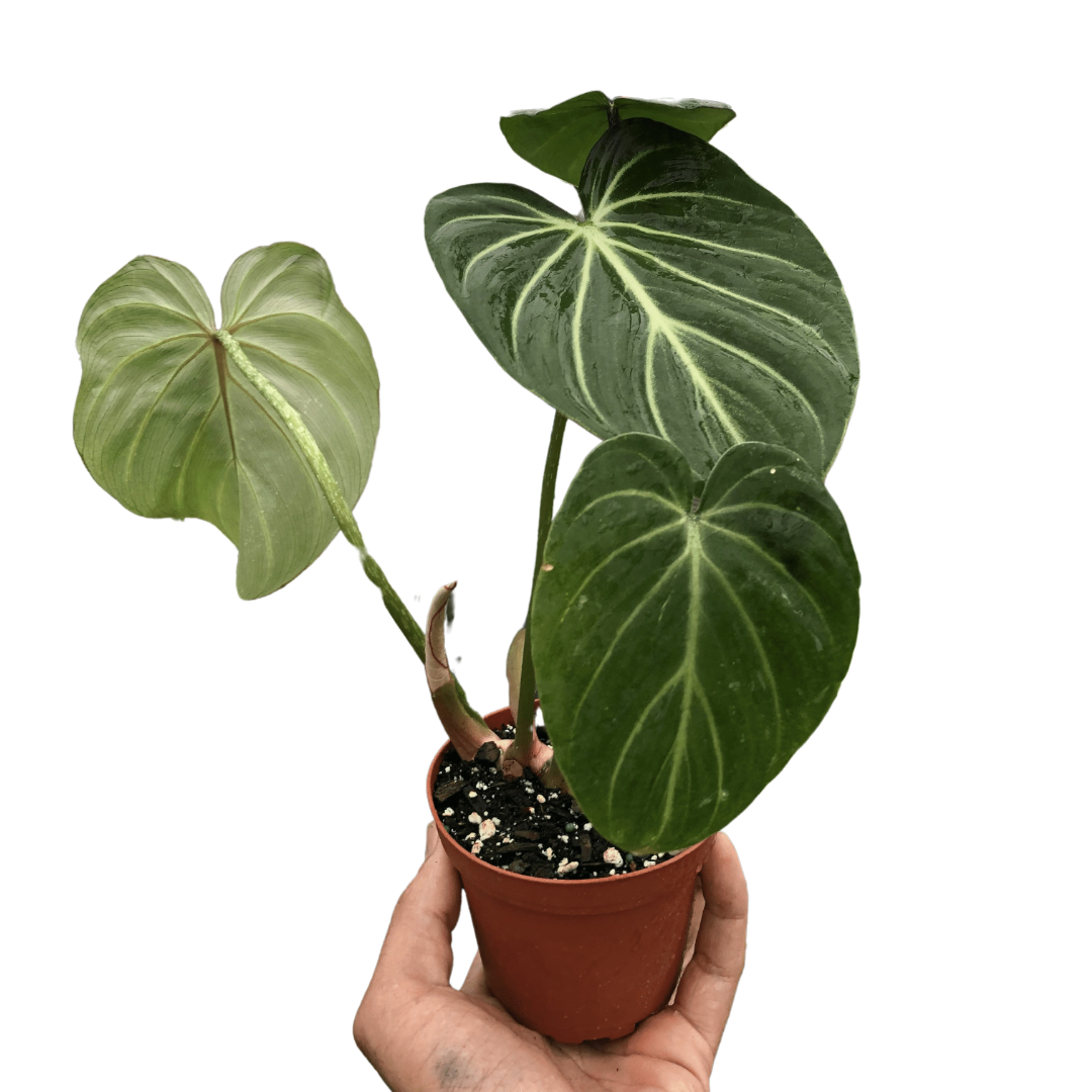 philodendron california Philodendron Gloriosum – Goldleaf Plant Boutique
