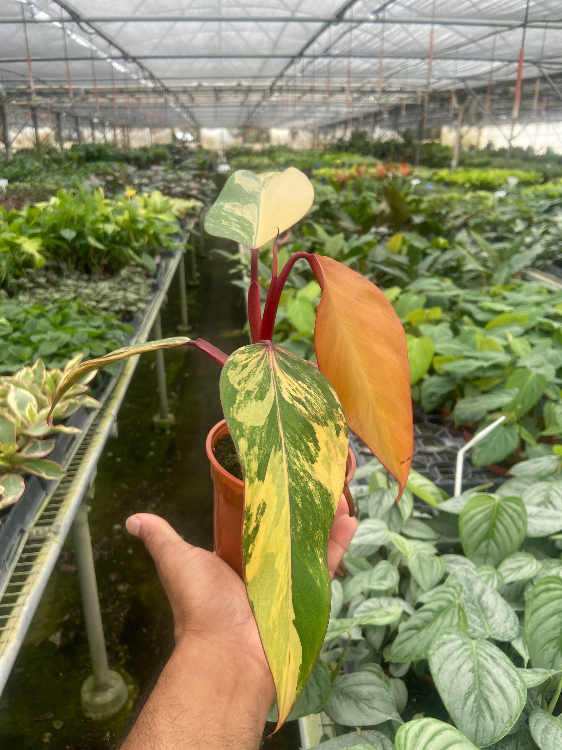 strawberry shake philodendron for sale Philodendron 'Strawberry Shake' – Goldleaf Plant Boutique