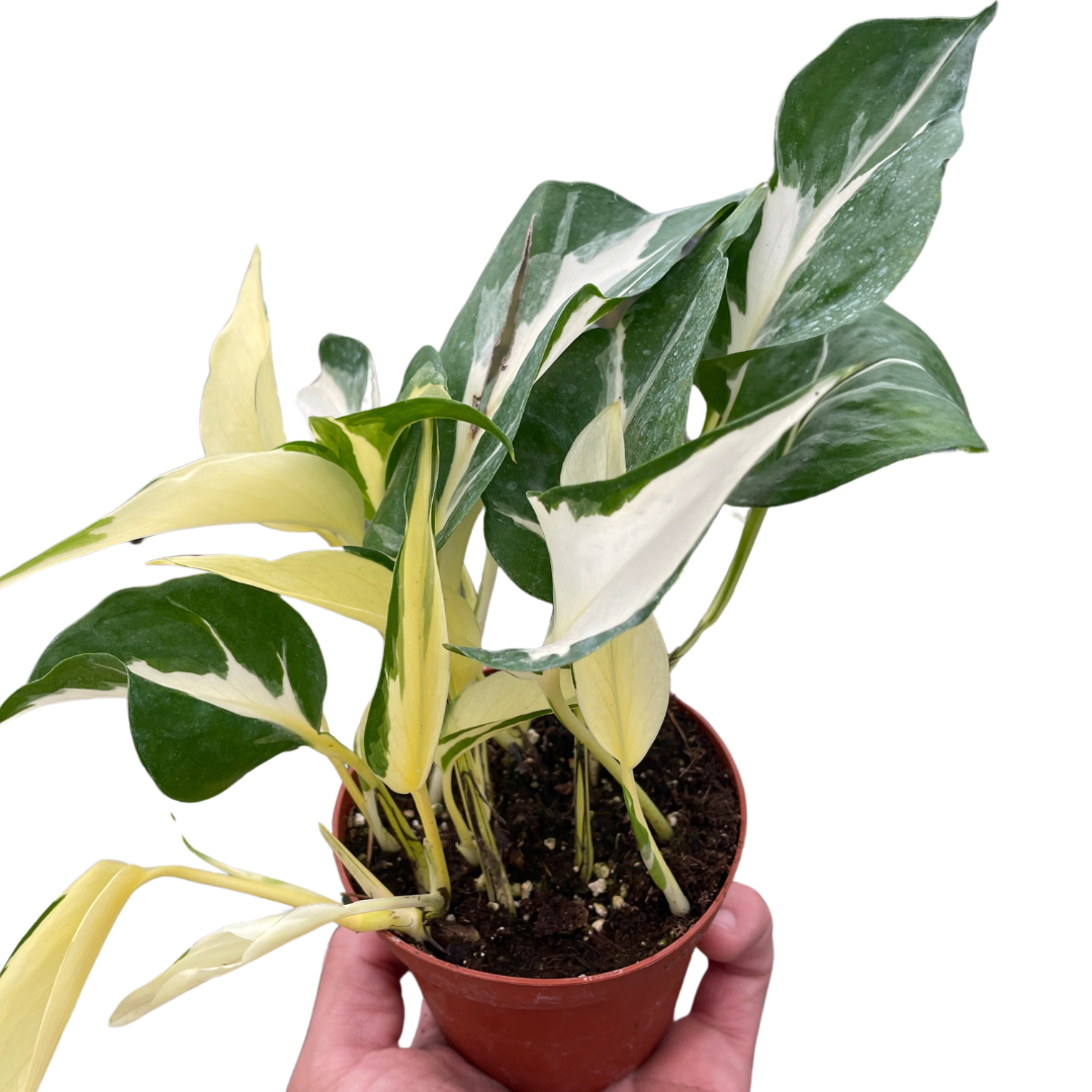 manjula pothos buy Pothos 'Mutant Manjula' – Goldleaf Plant Boutique