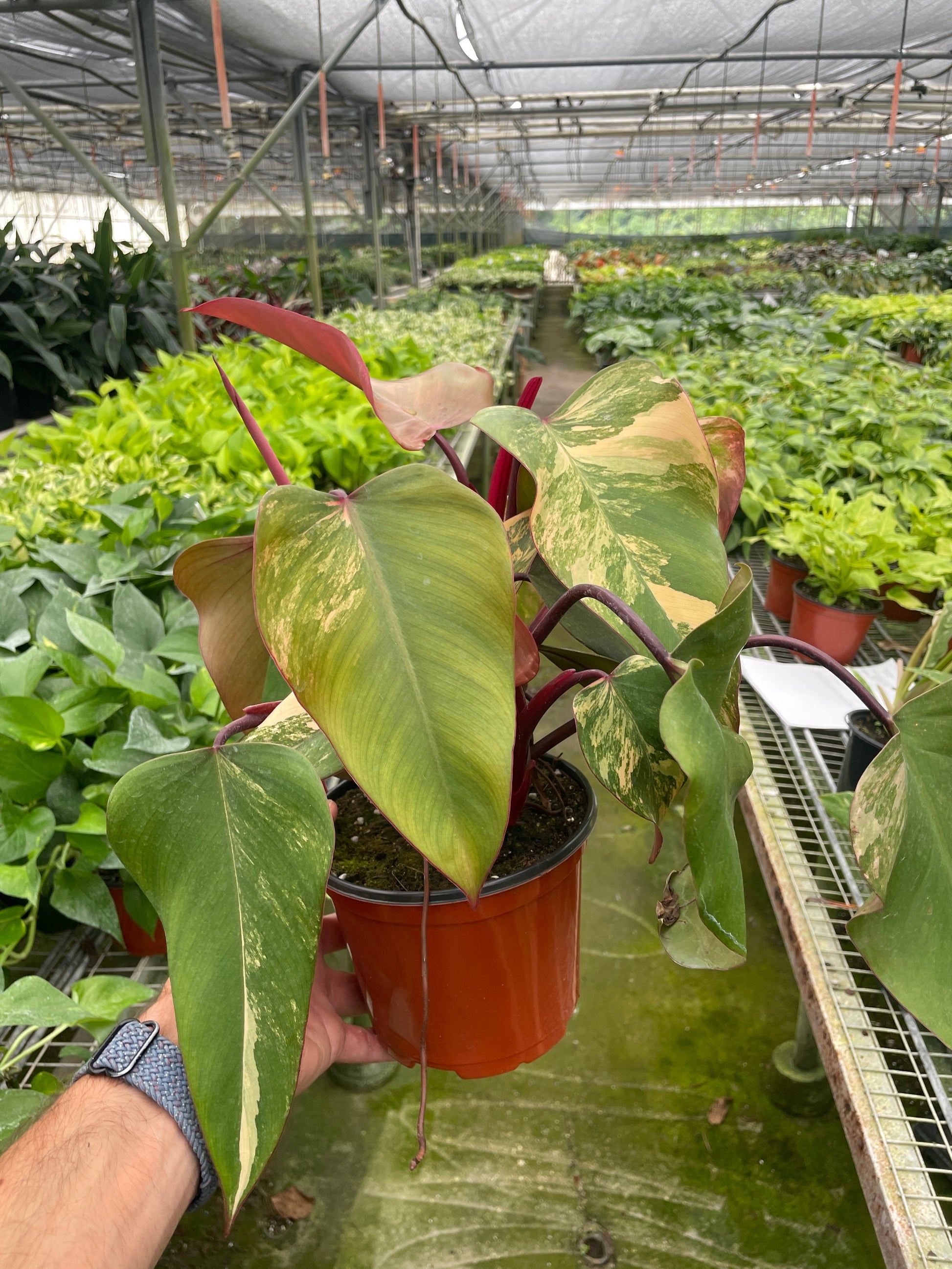 philodendron strawberry shake plant Philodendron 'Strawberry Shake' – Goldleaf Plant Boutique