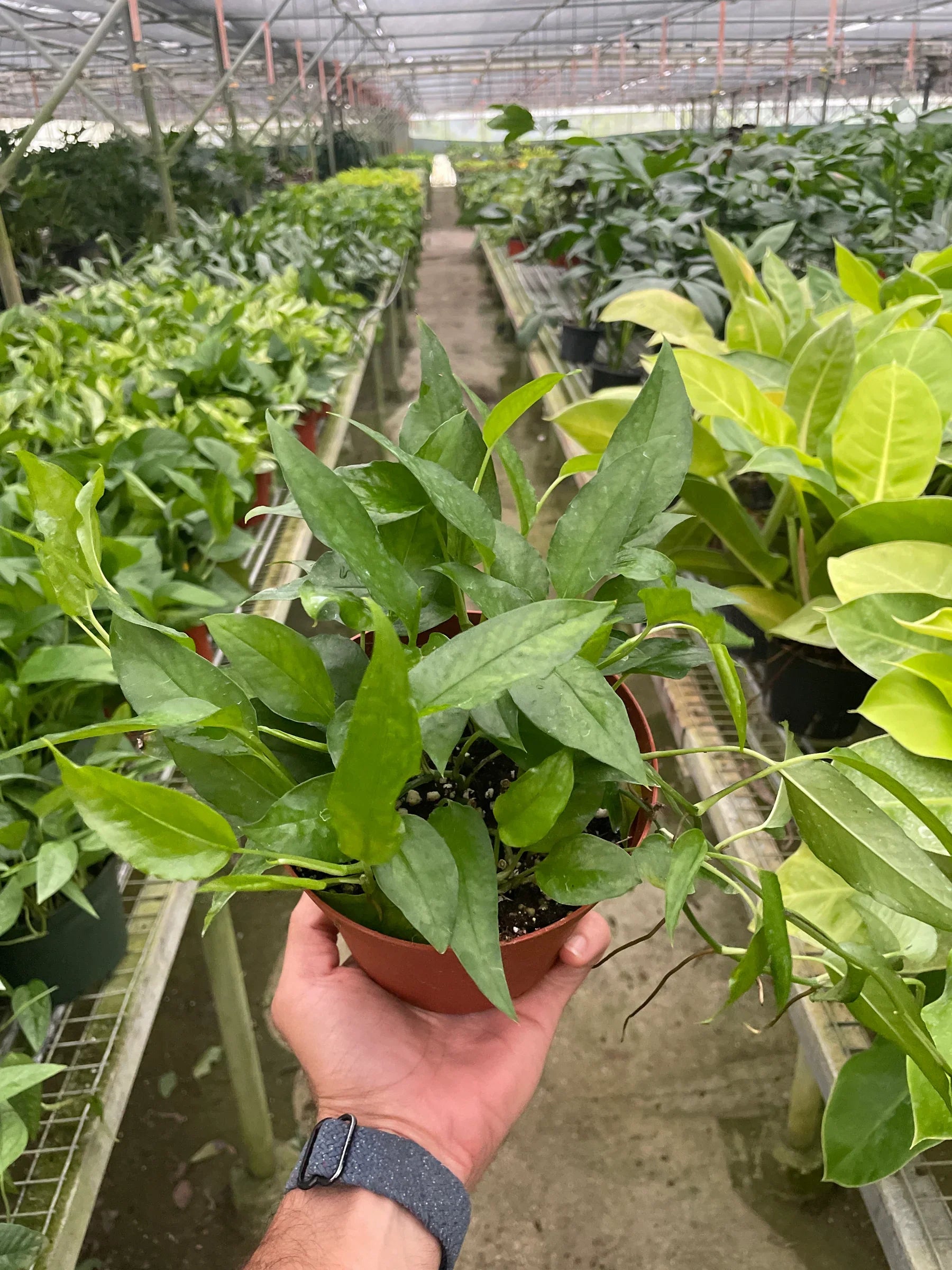skeleton key pothos for sale Pothos Skeleton Key – Goldleaf Plant Boutique