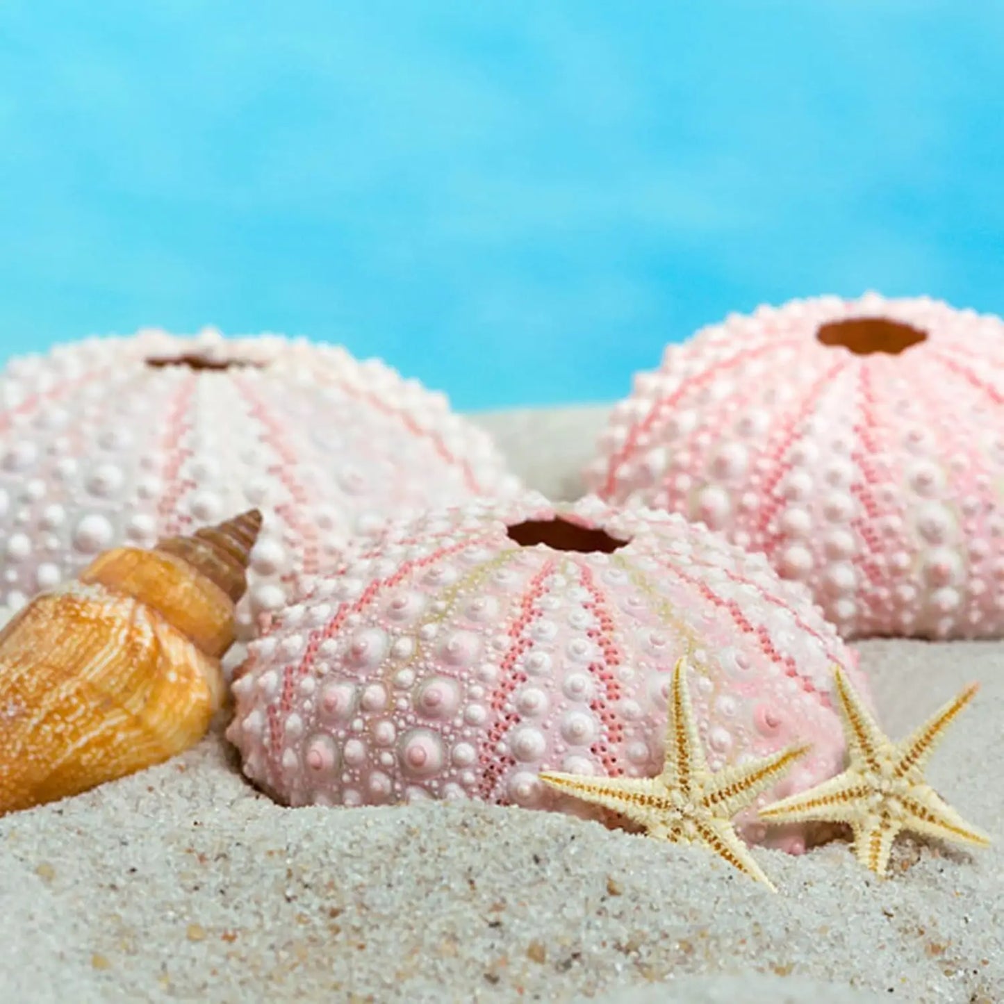 natural starfish & urchin set of 12 for air plants & crafts