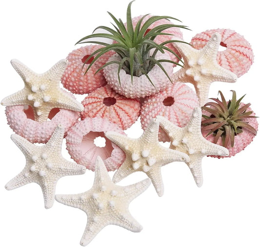 natural starfish & urchin set of 12 for air plants & crafts