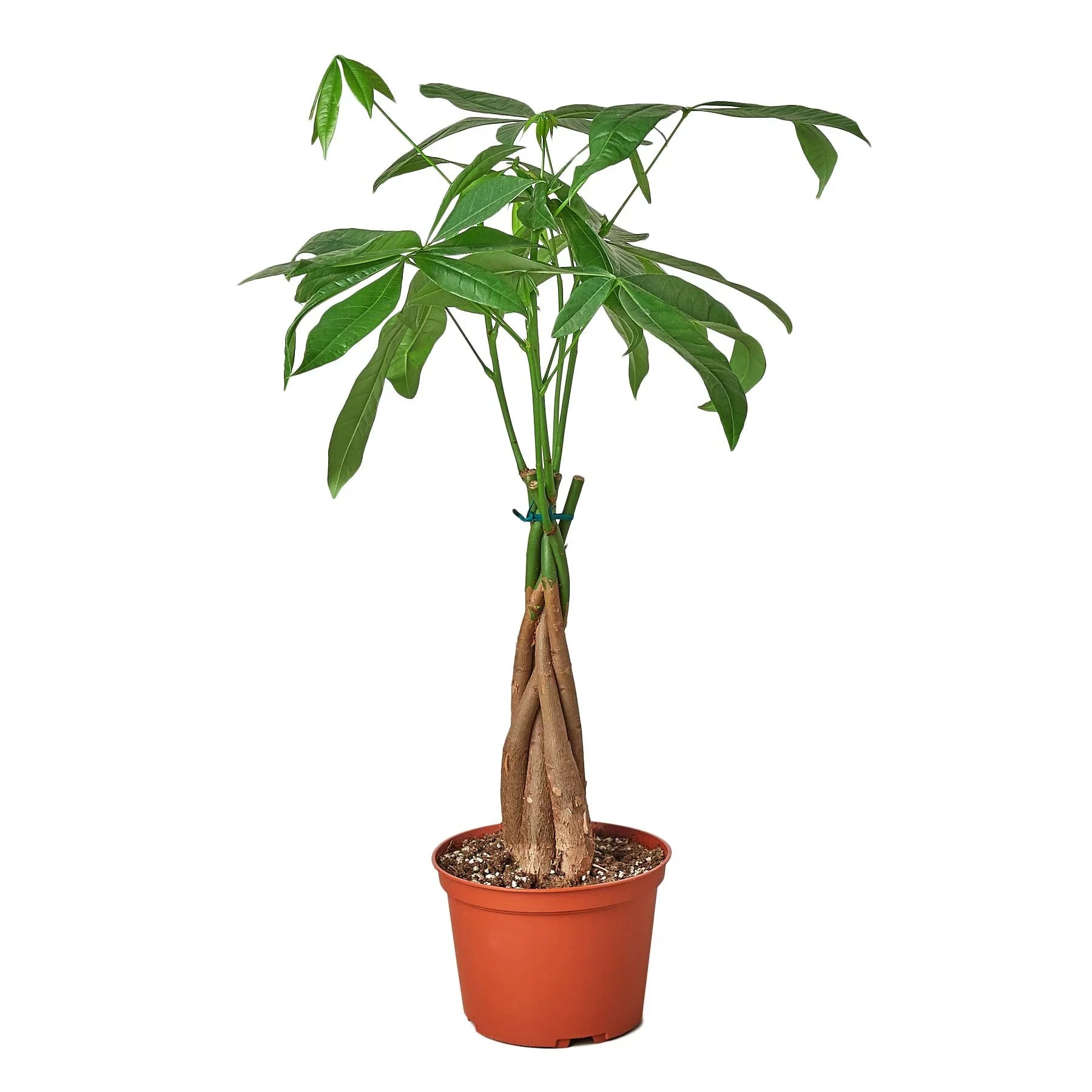 gold leaf money tree Money Tree 'Guiana Chestnut' Pachira Braid – Goldleaf Plant Boutique