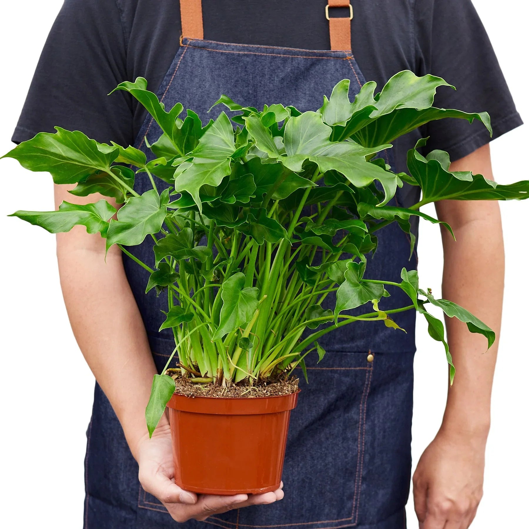 open leaf philodendron Philodendron 'Little Hope' – Goldleaf Plant Boutique