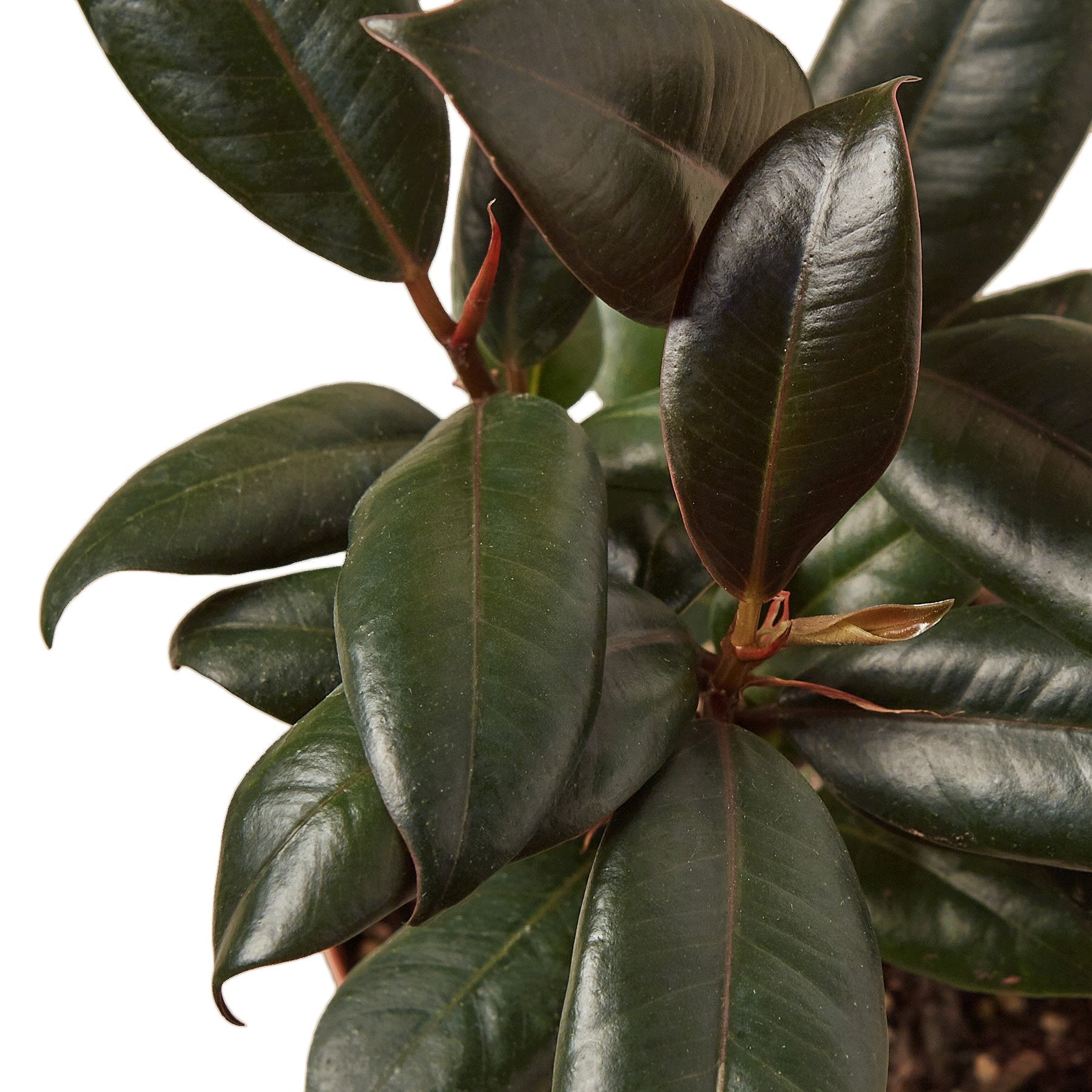 burgundy india rubber tree plant Ficus Elastica 'Burgundy' – Goldleaf Plant Boutique