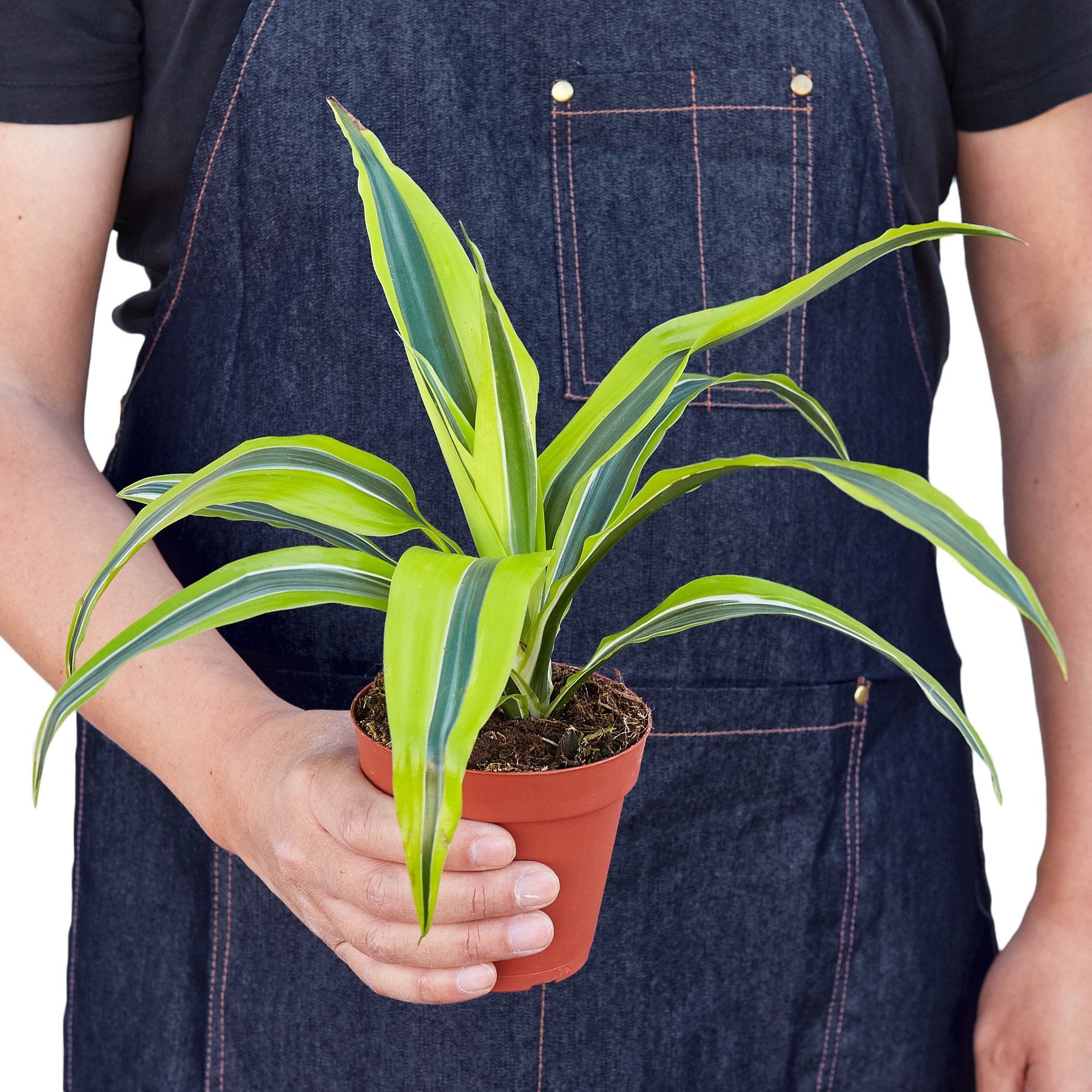 dracaena fragrans deremensis group lemon lime Dracaena Deremensis 'Lemon Lime' – Goldleaf Plant Boutique