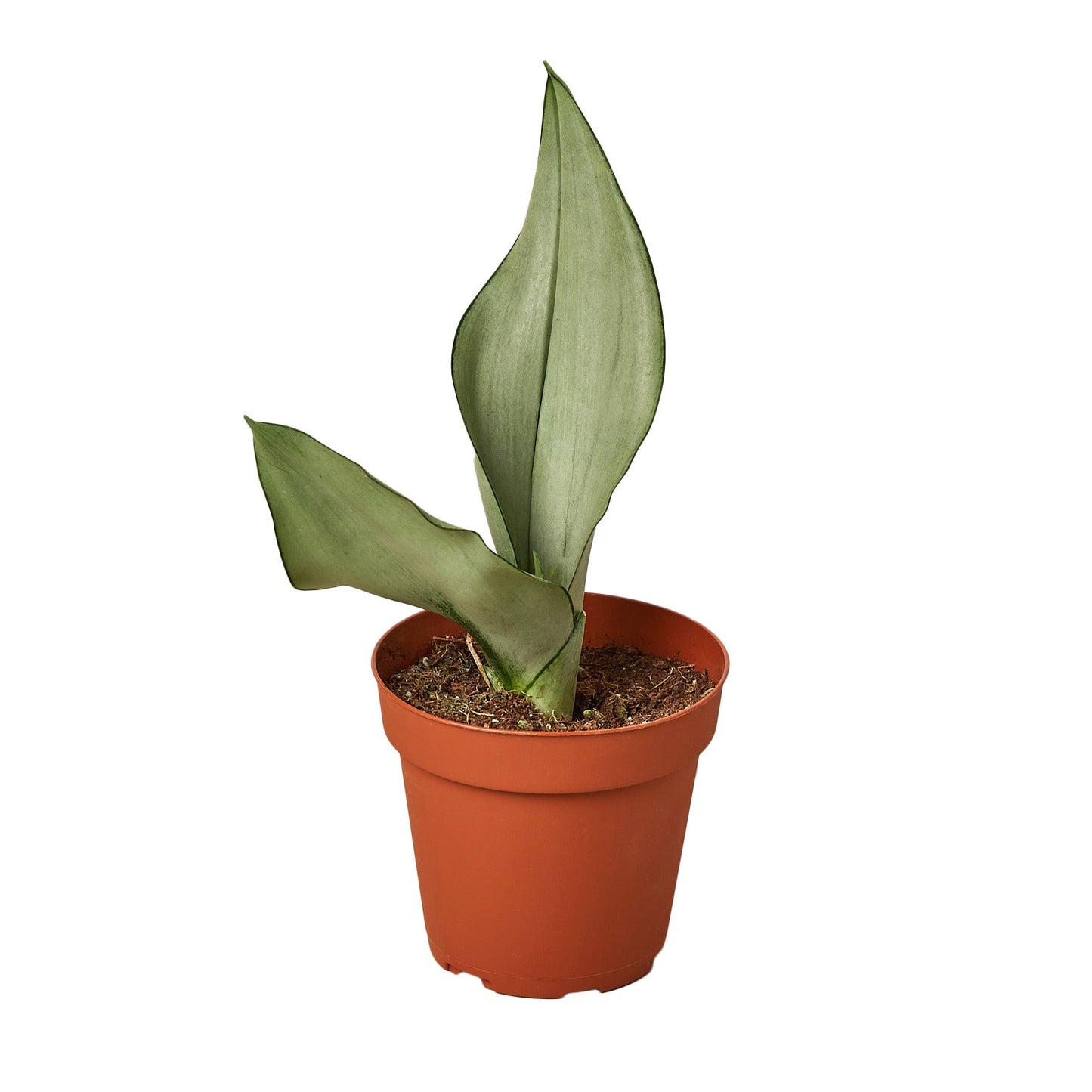 moonlight snake plant Snake Plant Moonshine – Goldleaf Plant Boutique