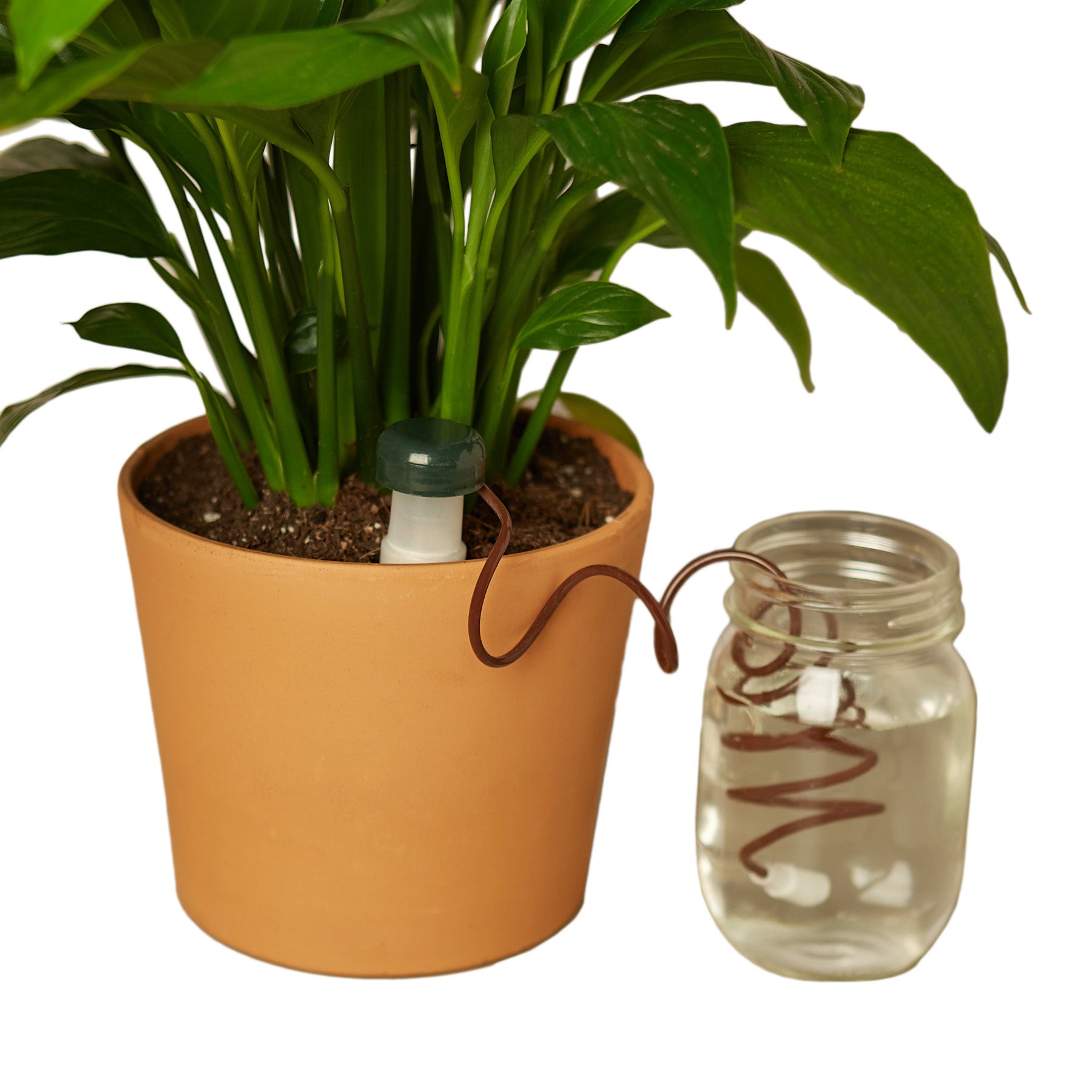 indoor plant water feeder Automatic Plant Waterers – Goldleaf Plant Boutique